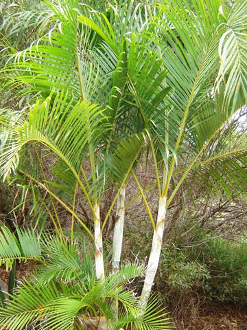 [Dypsis lutescens golden cane[5].jpg]