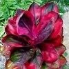 [Cordyline hawaiian sunset[3].jpg]