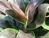 [Cordyline Purple Compacta[4].jpg]