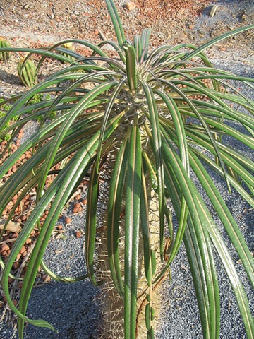 [Pachypodium geayi[4].jpg]