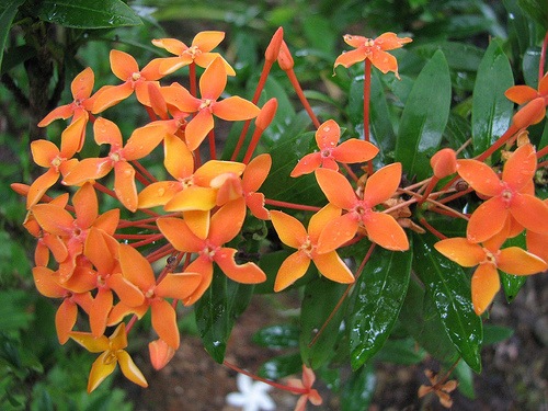 [Ixora prince of orange[3].jpg]