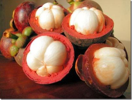 garcinia mangostana 1 garcinia mangostana 1