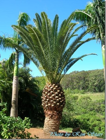 Phoenix canariensis