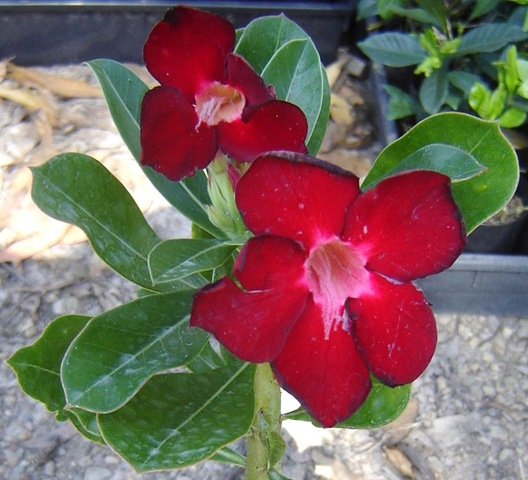 [Adenium red[4].jpg]
