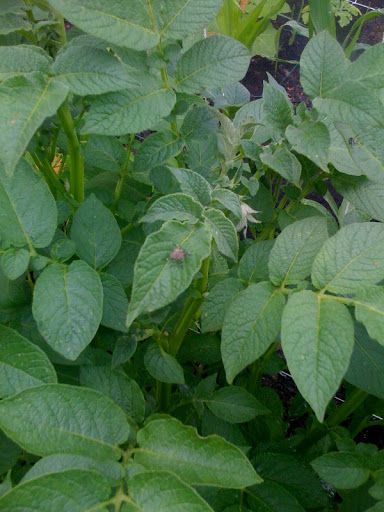What is this bug on my taters? Photo-789928