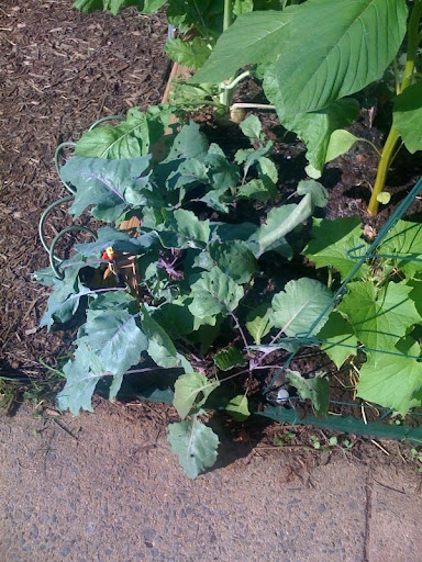 What's the deal with kohlrabi Photo-732675