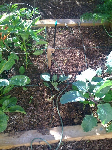 automatic watering Photo%205-775403