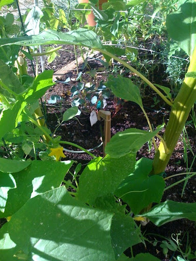 automatic watering Photo%202-712110