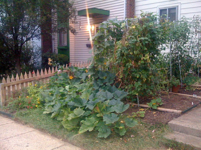 Pole Beans and Sugar Snap Peas Photo%205-727023