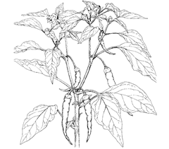Capsicum spp. L. (Solanaceae) Bird Chilli, Bird Pepper, Chili Pepper, Hot Pepper, Red Chili, Spur Pepper, Tabasco Pepper
