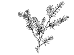 Juniperus communis L. (Cupressaceae) Juniper