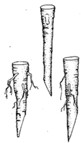 Plant horseradish roots narrow end down.