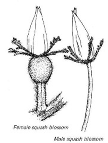 Female squash blossom