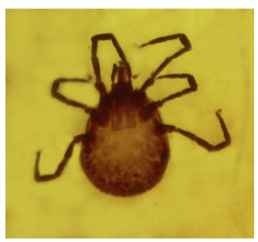  The oldest known hard ticks of the family Ixodidae are found in early Cretaceous Burmese amber. The one shown here, described as Compluriscutula vetulum, has two more scutes than found in extant ticks.