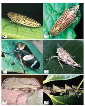Membracoidea: leafhoppers and treehoppers: (A) a brach-ypterous, grass-feeding leafhopper, Doraturopsis heros, Kyrgyzstan, (B) Pagaronia triunata (Cicadellidae), California, U.S.A., (C) Eurymeloides sp. (Cicadellidae), Australia, (D) fifth instar of Neotartessus flavipes (Cicadellidae), Australia, (E) female Aetalion reticulatum (Aetalionidae) guarding egg mass, Peru, (F) ant-attended aggregation of treehopper adults and nymphs (Membracidae: Notogonia sp.), Guyana.