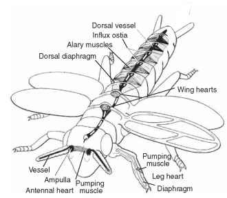 Delivery of the hemolymph to all tissues is so vital that a number of structures have evolved to ensure complete circulation. Principal circulatory organ is the dorsal vessel which is supported by the underlying dorsal diaphragm and the ventral diaphragm (omitted in the diagram). Circulation in the appendages is effectuated by accessory pulsatile organs (modified after Pass 2000).