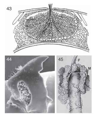 Beetle mycangia and mycetome. (43) Scolytoplatypus sp. (Curculionidae), transverse section of front part of adult pronotum, showing mycangial cavity filled with spores. (44) Eurysphindus hir-tus (Sphindidae), left adult mandible, dorsal view, showing spores of myxomycete inside dorsal cavity that is presumed to serve as a mycangium.  (45) Foregut (F) and anterior portion of midgut of Lixus sp. larva (Curculionidae), showing mycetomes (M).