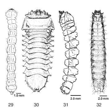 Larvae of wood-boring beetles. (29) Agilus anxius (Buprestidae), dorsal view. (30) Unidentified lepturine larva (Cerambycidae), ventral view, scale unknown.(31) Platyzorilispe vari-egata (Cerambycidae), lateral view. (32) Hemicrepidius mem-nonius (Elateridae), dorsal view.