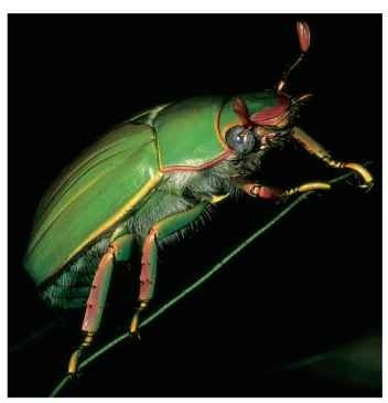  The jewel scarab, Chrysina cusuquensis, known only from a restricted fragment of forest in northern Guatemala