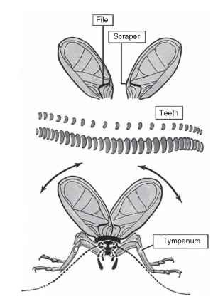  The sound-producing and auditory apparatus of a tree cricket. The stridulatory file is located on the underside of the forewing near its base. Each time the forewings close during song the teeth are rubbed against a scraper located on the underside of the other forewing. The forewings are thus caused to vibrate, more or less as a whole, as fast as the teeth are struck, producing separated pulses of a whistle-like tone. The hearing organ, or tympanum, is located on the upper portion of the front tibiae. It is tuned to the frequency of its own species' wing vibrations, causing it to transmit the rate and pattern of pulse production of all songs at that frequency to the central nervous system. The central nervous system is able to distinguish its own species' songs from those of other species with songs of similar frequencies that sing in the same times and places. In some crickets the tympanum is exposed through openings on both the inner and the outer faces of the tibia; in others there is only one opening, most often on the outer surface of the tibia, but in some (typically burrowing) species on the inner surface only.