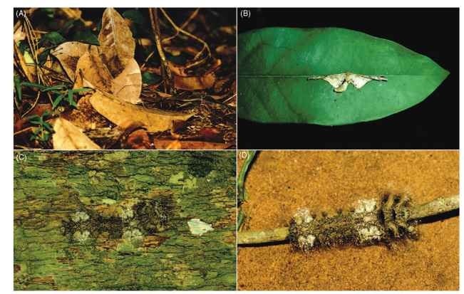 Crypsis illustrated for different insects. (A) An individual of the dry season form of the evening brown, Melanitis leda, resting among dead leaves on the forest floor in the Shimba Hills, Kenya. The insect is at the center with head pointing to the right; forewing length is ca. 4.5 cm. (B) A small moth that resembles a dead patch on a large leaf in a forest in Costa Rica (wing span is ca. 3 cm). (C) The caterpillar of a moth of the family Lasiocampidae resting on a tree trunk in the Shimba Hills, Kenya; it is ca. 6 cm in length and is positioned horizontally, head to the right, in the center of the figure (image has been rotated 90 degrees). (D) The same larva when actively moving in the same direction along a twig. 