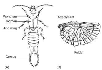 European earwig (Forficula auricularia): (A) adult male and (B) his right hind wing. [Reprinted with the permission of Scribner, a Division of Simon & Schuster, from College Entomology by E. O. Essig 