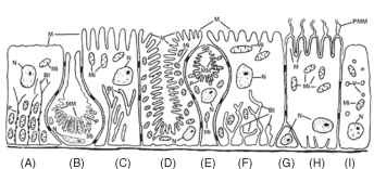  Diagrammatic representation of typical insect midgut cells: (A) columnar cell with plasma membrane infoldings arranged in long and narrow channels, usually occurring in fluid-absorbing tissues; (B) lepidopteran long-necked goblet cell; (C) columnar cell with highly developed basal plasma membrane infoldings displaying few openings into the underlying space, usually occurring in fluid-absorbing tissue; (D) cyclorrhaphan dipteran oxyntic (cuprophilic) cell; (E) lepidopteran stalked goblet cell; (F) columnar cell with highly developed plasma membrane infoldings with numerous openings into the underlying space, frequently present in fluid-secreting tissue; (G) regenerative cell; (H) hemipteran midgut cell; (I) endocrine cell. Note particles (portasomes) studding the cytoplasmic side of the apical membranes in B, D, and E and of the basal plasma membranes in A. Abbreviations: Bl, basal plasma membrane infoldings; M, micro-villi; Mi, mitochondria; MM, modified microvilli; N, nucleus; P, porta-somes; PMM, perimicrovillar membranes; V, vesicles.