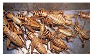 Mass-reared edible house crickets, A. domesticus.