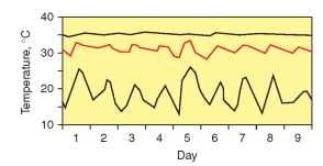 Honey bees (Apis mellifera, blue line) and yellow-jacket wasps (Vespula vulgaris, red line) both maintain their nests at temperatures that fluctuate less than outside air temperatures (black line). At cool outside temperatures, as here, the nests are kept warmer than ambient. Note that the honey bee colony, with tens of thousands of workers, achieves more precise temperature homeosta-sis than the wasp colony, with only hundreds of workers. (Data from Kemper, H., and Dohring, E.