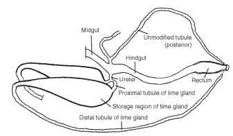 A schematic diagram of the Malpighian tubules of E. hians. The Malpighian tubules are differentiated on the left and right side. The hindgut is composed, from anterior to posterior, of the ileum, colon, and rectum. 