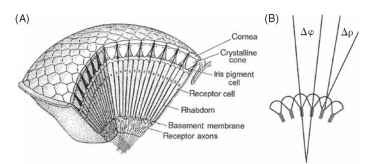 (A) Basic structure of an apposition eye, showing its construction from ommatidial elements. (B) Definitions of the interommatidial angle, Ay3, and rhabdom acceptance angle, Ap. 