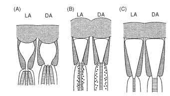 Three mechanisms of dark adaptation in apposition eyes of insects (see text). 