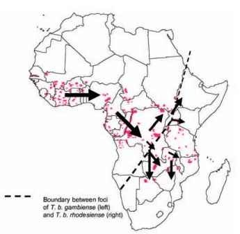 Distribution of human sleeping sickness foci in Africa. Dashed line indicates boundary between foci of T. b. gambiense (west) and T. b. rhodesiense (east). Arrows denote the probable direction of spread of the two types.