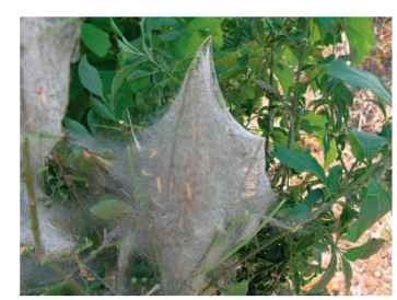 Caterpillars of the ermine moth Yponomeuta cagnag-ella in their communal hiding web. The web with scattered excrements functions as a camouflage for the caterpillars that are light with black spots.
