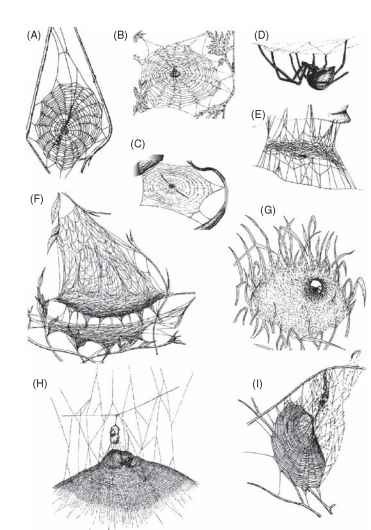Web structures. (A) Typical orb web (Araneidae). (B) Orb web of species of Tetragnathidae. (C) Cribellate orb web (Uloboridae). (D) Tangle web of black widow (Theridiidae). (E) Tangle web of Steatoda sp. (Theridiidae). (F) Sheet web of Frontinella sp. (Linyphiidae). (G) Funnel web of Agelenopsis sp. (Agelenidae). (H) Web of basilica spider, Mecynogea lemniscata (Araneidae). (I) Web of labyrinth spider, Metepeira labyrinthea (Araneidae). 