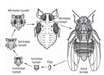 The life cycle of Cardiaspina fiscella (Psylloidea: Psyllidae).