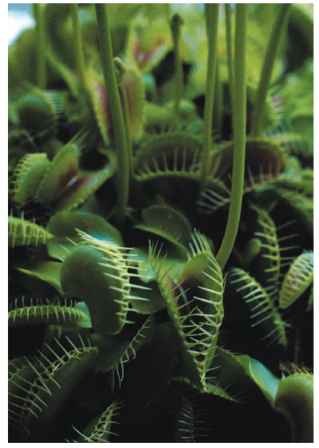  Habit view of the Venus flytrap (Dionaea sp.). In this genus the blade is divided into two halves, which are attached along one side. On the inner surfaces of the blade a lure is produced, and here too are located the trigger hairs.
