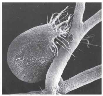 Scanning electron micrograph view of the trap of Utricularia neglecta. The large hairs ("antennae") may act as guides luring the prey to the trap mouth (arrow). 