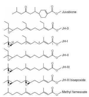 Structures of natural JHs and related compounds. Juvabione is the paper factor from North American balsam fir discovered by Williams, Slama, and Bowers. JH-I was the first natural JH discovered by Roller, and JH-II and JH-III soon followed. JH-III is present in most groups of insects, including the Lepidoptera. JH-0 is found in moth eggs, but its biological function is unclear. JH-0, JH-I, and JH-II are generally confined to the Lepidoptera. JH bisepox-ide, first isolated in Drosophila, has been found in other dipter-ans and ticks. Methyl farnesoate, a JH precursor, has been isolated from some insects and crustaceans, where it may serve as the active JH