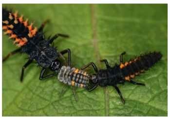 Intraguild predation: H. axyridis larvae eating a Coccinella septempunctata larva.