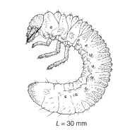 A C-shaped scarabaeiform larva, Phyllophaga (lateral). 