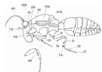 Schematic representation of the exoskeletal anatomy of a ditrysian moth, with prothoracic leg enlarged below. Head: an, antenna; eye, compound eye; oc, ocellus; l.p., labial palpus; ha, haustellum (proboscis); Thorax: pa, patagium; te, tegula; me, mes-oscutum; w.b., wing base; co, coxa; tr, trochanter; fe, femur; ti, tibia; t.s., tibial spurs; ta, tarsomeres; cl, tarsal claws; ep, epiphysis. Abdomen: tergites and sternites 1-7 and spiracles shown.