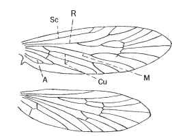 Wing venation of a homoneurous moth (Eriocraniidae). Vein systems: Sc, subcostal; R, radial; M, medial; Cu, cubital; A, anal.