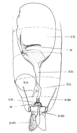 Female genitalia of a ditrysian moth (Tortricidae), ventral aspect; broken lines represent segments of abdominal pelt. p.an., papilla anale; p.ap., posterior apophysis; a.ap, anterior apophysis; st, sterigma; o.b., ostium bursae; d.b., ductus bursae; c.b., corpus bursae; si, signum; d.s., ductus seminalis; b.s., bulla seminalis.
