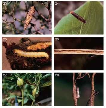Case-bearers, borers, and gall inducers. (23) Thyridopteryx meadii (Psychidae, Tineoidea), case on Larrea tri-dentata; (24) Coleophora species (Coleophoridae, Gelechioidea) on Malus; (25) larva of Synanthedon sequoiae (Sesiidae, Sesioidea) under bark of a conifer; (26) larva of Grapholita edwardsiana (Tortricidae) in stem of Lupinus arboreus; (27) stem galls induced by Gnorimoschema baccharisella (Gelechiidae) on Baccharis pilularis; (28) stem galls caused by Epiblema rudei (Tortricidae), with newly emerged moth and its pupal shell on Gutierrezia. 
