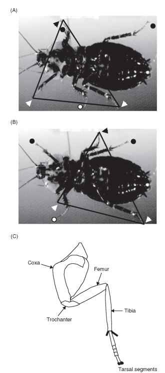 Description of leg segments and movements in tripod gait. (A and B) Pictures from a high-speed video record of a cockroach walking on a lightly oiled plate. These images are taken at the beginning and end of one leg cycle. The legs forming one tripod (animal's right front and rear legs and left middle leg) are indicated with triangles; the legs forming the other tripod are designated with circles. Lines connect the triangles to clearly indicate the tripod. Note that in (A) the left front and middle tarsi are very close together, almost overlapping. (C) Diagram showing the segments that make up a typical cockroach leg.