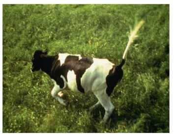 "Gadding" behavior (note the tail held up in the air) by a calf being attacked by cattle grub flies (Hypoderma spp.). Vertebrate host behavior can be altered by parasites. 