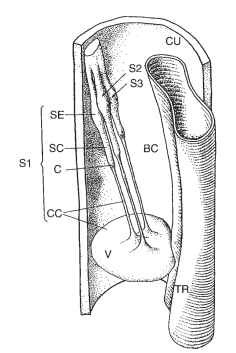 Three-dimensional reconstruction of the subgenual organ of the left middle tibia of the lacewing C. carnea. BC, blood channel; C, cap; CC, cap cell; CU, cuticle; S1, S2, S3, three scol-opidia; SC, scolopale cell; SE, sensory cell; TR, trachea; V, velum.
