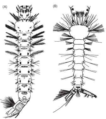 Larvae of mosquitoes. (A) An anopheline larva (Anopheles quadrimaculatus). (B) A culicine larva (Culex quinque-fasciatus). 