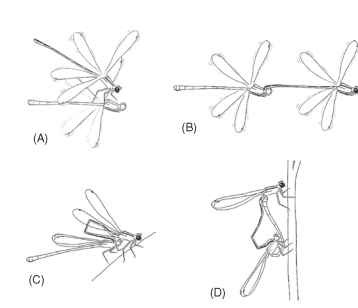  Mating sequence of Odonata (male with dark markings, female pale): (A) male grasping female, (B) tandem linkage, (C) intramale sperm translocation, and (D) copulatory wheel.